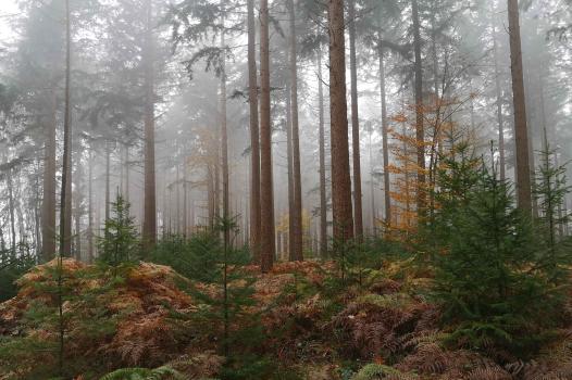 Amélioration du Douglas et déploiement des plantations en France