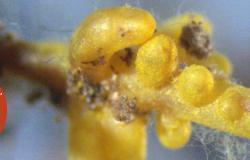 Illustration Mycophyto