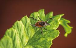 Accéder au dossier "Les tiques, vecteur important de maladies animales et humaines"