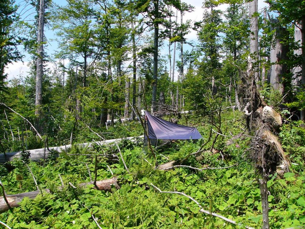Insect DNA metabarcoding to assess the state of health of forests