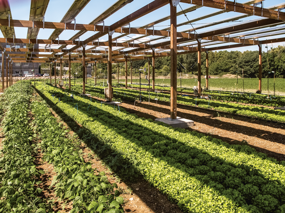 L’agrivoltaïsme, la voie de l’avenir ?