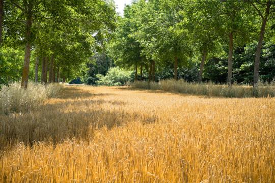 Agroforesterie : des arbres pour une agriculture durable