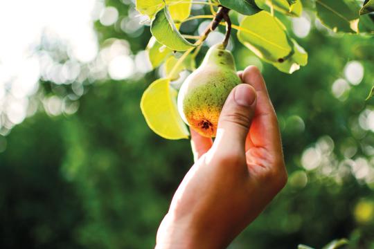 Dossier de presse - Agriculture biologique : vers un changement d’échelle