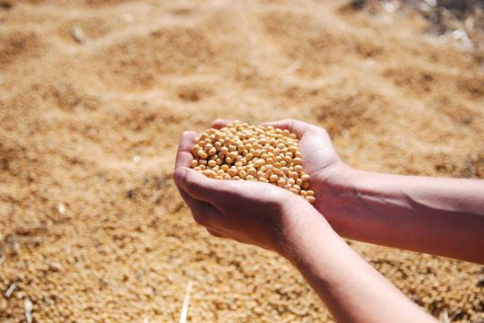 Production de soja : un climat compatible avec l’autosuffisance du continent européen 
